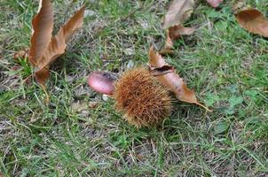 dettaglio di castagne utili come sfondo naturale foto