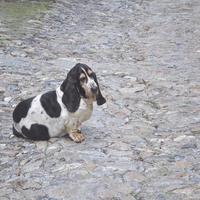 cane nome scientifico animalia chordata mammiferi carnivora canidae foto