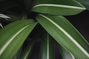 foglie verdi naturali motivo di sfondo, foglia da vicino bella nella giungla di piante di foresta tropicale foto