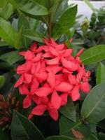 foto di piante ornamentali di fiori di ashoka rossi