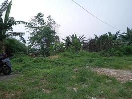 terreno coltivato con erba e alberi foto