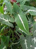 pianta ornamentale di syngonium foto