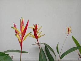 foto di piante ornamentali di fiori di heliconia