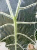 struttura della pianta ornamentale di alocasia foto