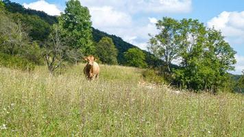 mucca marrone nel campo in una giornata di sole foto