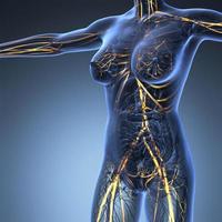 anatomia scientifica del corpo umano ai raggi X con vasi sanguigni luminosi foto