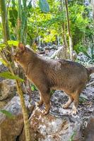 bellissimo gatto carino con gli occhi verdi nella giungla tropicale messico. foto