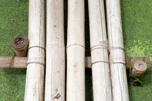 gruppo di bambù secco su erbaccia verde. foto