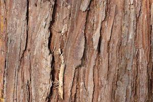 sfondo di struttura di legno di corteccia marrone naturale incrinato foto