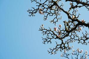 bellissimo albero di magnolia rosa in fiore contro il cielo foto