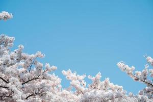 fiori di ciliegio bianchi e rosa in una giornata di sole foto