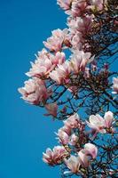 bellissimo albero di magnolia rosa in fiore contro il cielo foto