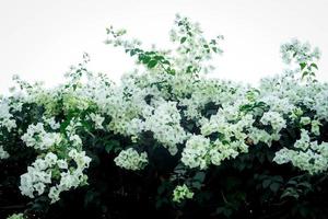 bella bouganville bianca, fiore di carta tropicale che fiorisce nel giardino estivo foto