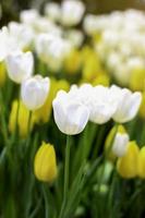 tulipano bianco che fiorisce nel campo dei fiori, bellissimo fiore da giardino primaverile, messa a fuoco selettiva morbida foto