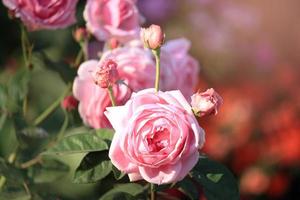 rose inglesi rosa che sbocciano nel giardino estivo, uno dei fiori più profumati, i fiori più profumati, belli e romantici foto