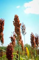 spiga di sorgo su un campo agricolo, miglio egiziano, feterita, faraona, jowar foto