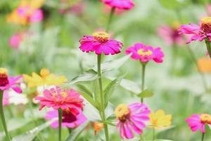 bella zinnia rosa viola brillante che fiorisce nel giardino estivo del campo di fiori. foto