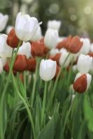 fiore di tulipano rosso e bianco che fiorisce nel giardino primaverile, fuoco selettivo morbido foto