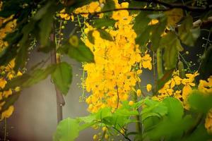 bellissimo fiore dorato della doccia ratchaphruek, fiore giallo tropicale che fiorisce nel giardino estivo foto