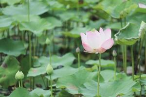 bellissimo fiore di loto bink che fiorisce in natura, circondato da grandi foglie di loto verdi. foto