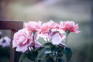 rose inglesi rosa che sbocciano nel giardino estivo, uno dei fiori più profumati, i fiori più profumati, belli e romantici foto