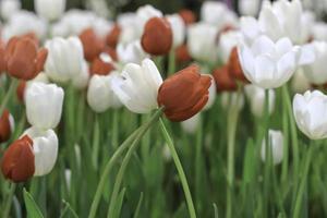 fiore di tulipano rosso e bianco che fiorisce nel giardino primaverile, fuoco selettivo morbido foto