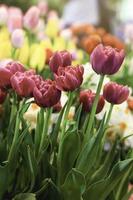 tulipano viola che fiorisce in un campo di fiori colorato, bellissimo fiore da giardino primaverile, messa a fuoco selettiva morbida foto