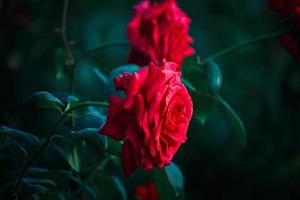 rose rosse che sbocciano nel giardino estivo, uno dei fiori più profumati, i fiori più profumati, belli e romantici foto