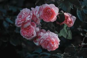 rose inglesi rosa che sbocciano nel giardino estivo, uno dei fiori più profumati, i fiori più profumati, belli e romantici foto