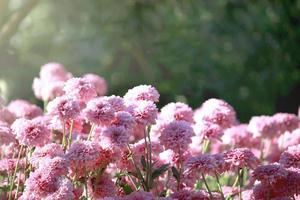 bellissimo fiore di crisantemo rosa che fiorisce nel giardino al mattino con la luce del sole foto