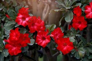 rosso intenso bella rosa del deserto adenium fiore che sboccia nel giardino estivo foto