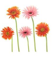 bellissimo fiore di margherita gerbera arancione e rosa in fiore isolato su sfondo bianco con tracciato di ritaglio foto