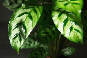 primo piano della foglia del modello verde di calathea leopardina. piante da appartamento in vaso, decorazioni per la casa verdi, cura e coltivazione, varietà di marantacee. foto