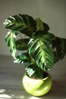 calathea lietzei foglia verde con motivo a strisce primo piano. piante da appartamento in vaso, decorazioni per la casa verdi, cura e coltivazione, varietà di marantacee. foto