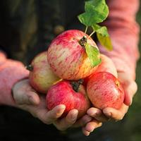rosa con strisce mele fresche dai rami nelle mani delle donne su uno sfondo verde scuro. festa del raccolto autunnale, agricoltura, giardinaggio, ringraziamento. atmosfera calda, prodotti naturali eco-compatibili foto
