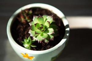 echeveria in una pentola in piena luce con ombre. una pianta da appartamento, una casa verde, una succulenta è simbolo di armonia. copia spazio. cura delle piante d'appartamento foto