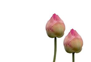 loto di rosa o giglio d'acqua con copia spazio su bianco isolato foto