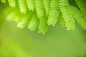 primo piano della natura vista foglia verde su sfondo verde sfocato sotto la luce del sole con bokeh e spazio di copia utilizzando come sfondo il paesaggio di piante naturali, concetto di carta da parati ecologica. foto