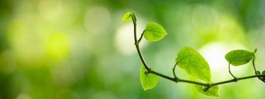 primo piano della bellissima natura vista foglia verde su sfondo verde sfocato in giardino con spazio di copia utilizzando come sfondo il concetto di copertina. foto