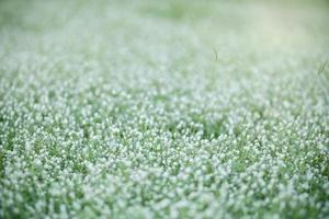 primo piano della vista della natura mini fiore bianco ed erba su sfondo sfocato foglia verde sotto la luce del sole con bokeh e spazio di copia utilizzando come sfondo il paesaggio di piante naturali, concetto di carta da parati ecologica. foto