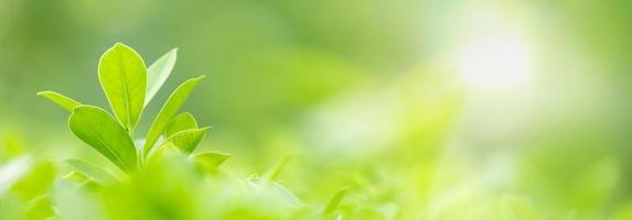 primo piano della natura vista foglia verde su sfondo verde sfocato sotto la luce del sole con bokeh e spazio di copia utilizzando come sfondo il paesaggio di piante naturali, concetto di copertura ecologica. foto