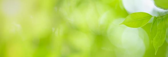 primo piano della natura vista foglia verde su sfondo verde sfocato sotto la luce del sole con bokeh e spazio di copia utilizzando come sfondo il paesaggio di piante naturali, concetto di copertura ecologica. foto