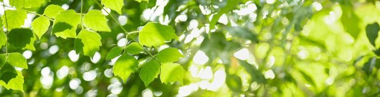 primo piano della natura vista foglia verde su sfondo verde sfocato sotto la luce del sole con bokeh e spazio di copia utilizzando come sfondo il paesaggio di piante naturali, concetto di copertura ecologica. foto