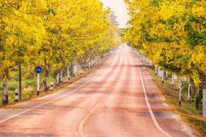 pioggia dorata o fistola di cassia foto