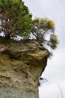 alberi su una scogliera al sole foto