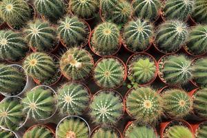 la collezione espositiva di spinose piante di cactus in miniatura su piccoli vasi marroni dal design minimale all'interno del giardino botanico della serra foto