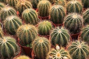 la collezione espositiva di spinose piante di cactus in miniatura su piccoli vasi marroni dal design minimale all'interno del giardino botanico della serra foto