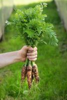 raccogliere. carota in braccio su sfondo verde erba foto