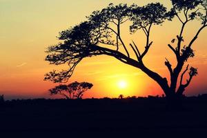 sagoma di un albero con sfondo cielo al tramonto foto