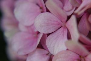 fiori di ortensia rosa foto